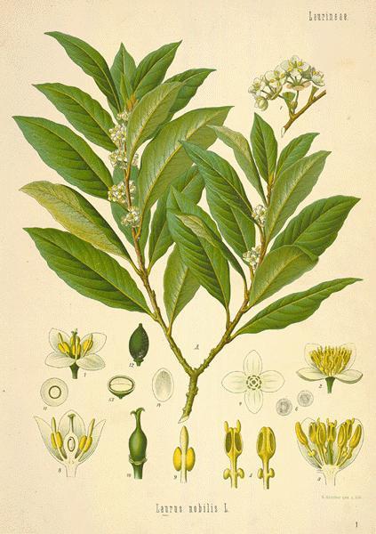Essential Oil Blend Nostalgic (Bay Laurel Sandalwood)