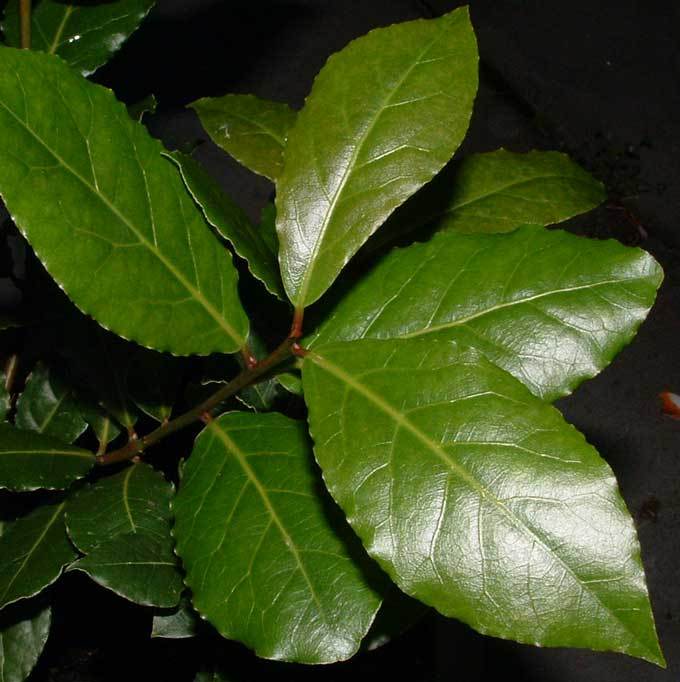 Essential Oil - Bay Laurel