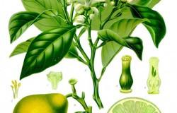 Essential Oil Blend Calming (Chamomile Bergamot)