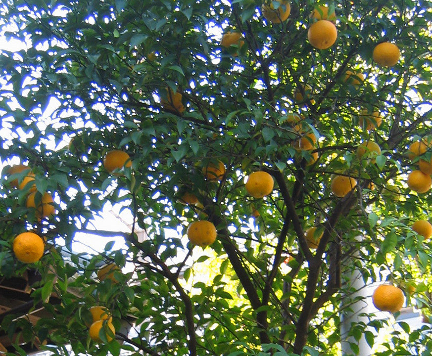 Essential Oil - Lemon