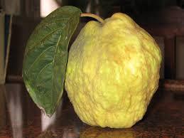 Essential Oil - Bergamot
