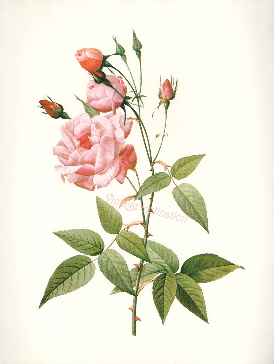 Essential Oil Blend Rejuvenating (Rose Ylang Ylang)