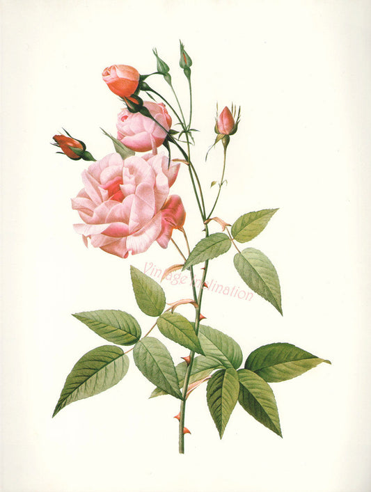Essential Oil Blend Rejuvenating (Rose Ylang Ylang)
