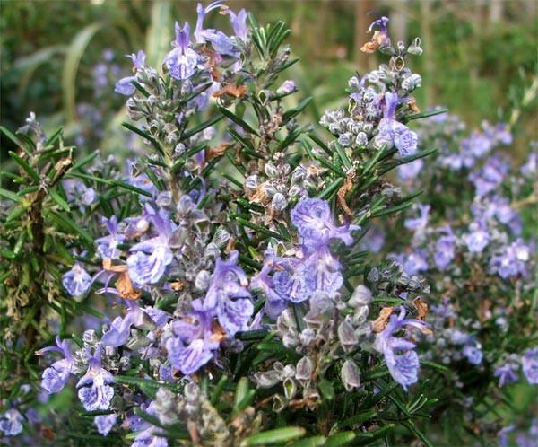 Essential Oil - Rosemary