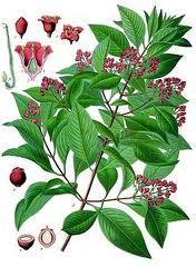 Essential Oil Blend Nostalgic (Bay Laurel Sandalwood)
