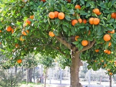 Essential Oil - Tangerine