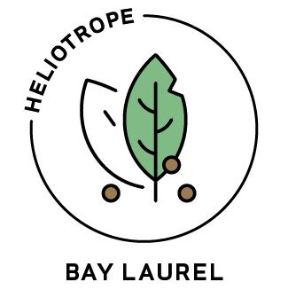 Essential Oil - Bay Laurel