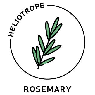 Essential Oil - Rosemary