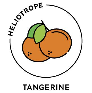 Essential Oil - Tangerine