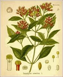Essential Oil Blend Seductive (Rose Clove)